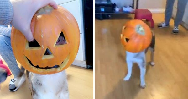 Une famille rentre à la maison et trouve son chien avec la tête coincée dans une citrouille