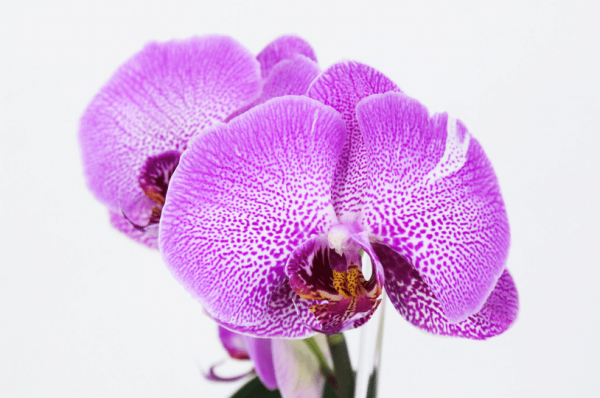 Comment faire refleurir une orchidée ? 4 secrets efficaces !