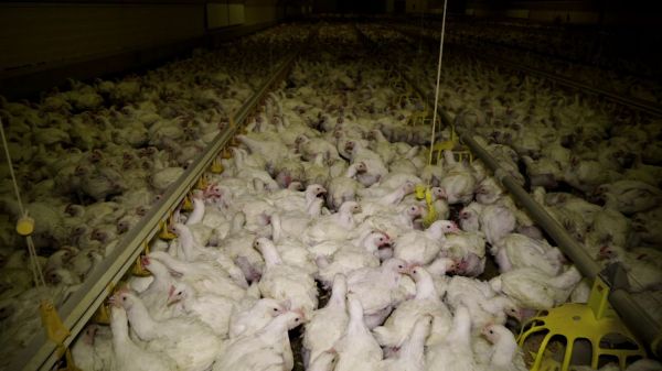 Yonne : une nouvelle vidéo de L214 dénonce les conditions de ramassage des poulets dans un élevage