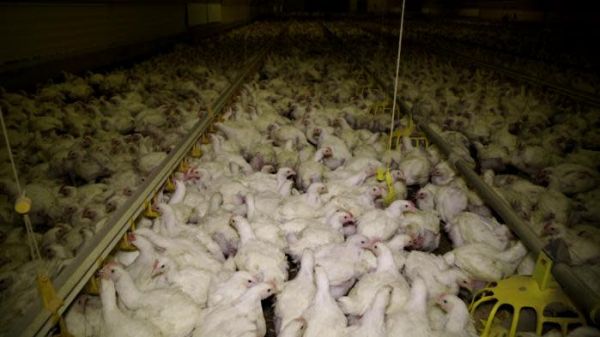 Yonne : une nouvelle vidéo de L214 dénonce les conditions de ramassage des poulets dans un élevage