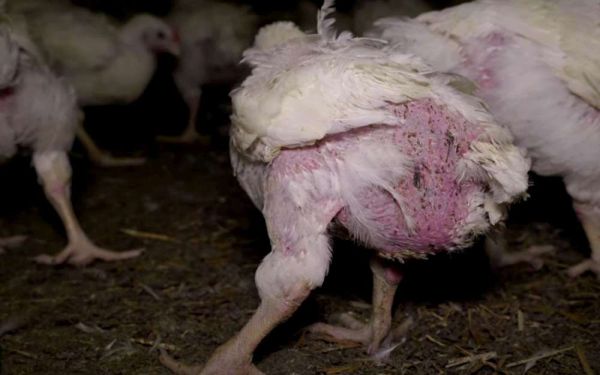 Vidéo. L214 filme l'effroyable ramassage des poulets de la marque Duc