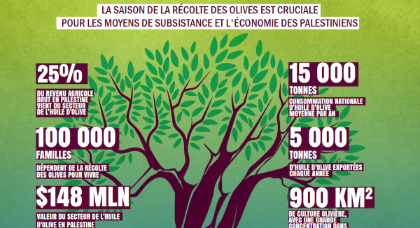 En Palestine, la récolte des olives est gâchée par les attaques, cette année encore