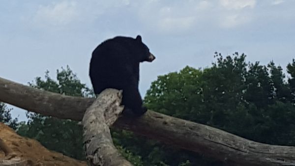 Photothèque animalière de Nicolas BREMAND : l’ours noir d’Amérique