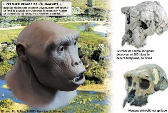 Les découvertes sur l'ancêtre tchadien Toumaï remises en causes ?