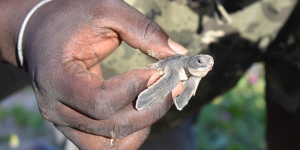 Petit à petit, la tortue refait son nid sur les plages du Sénégal