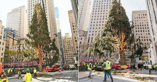 New York : les internautes se moquent du triste sapin de Noël du Rockefeller Center et le comparent avec humour à l'année 2020