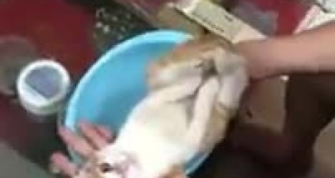 Un père montre à son fils comment laver un bébé, avec un chat