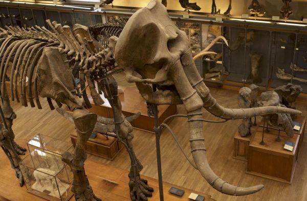 Paris : le mammouth du Muséum d'histoire naturelle va être restauré, un chantier titanesque