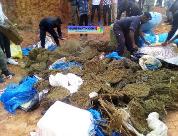 Lutte contre la drogue en Guinée : environ 2 tonnes de chanvre indien incinérés à Mamou