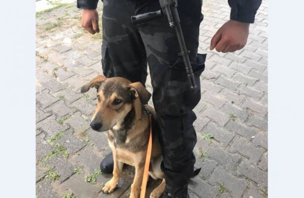 Le geste humain d’un policier à l’égard d’un chien errant émeut la toile (PHOTOS)