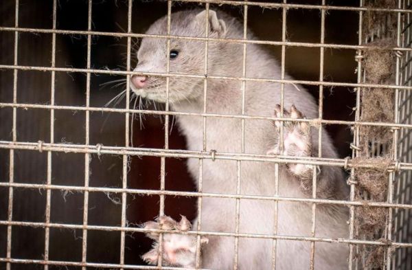 Covid-19 : un premier élevage de visons contaminé en France, 1000 bêtes abattues