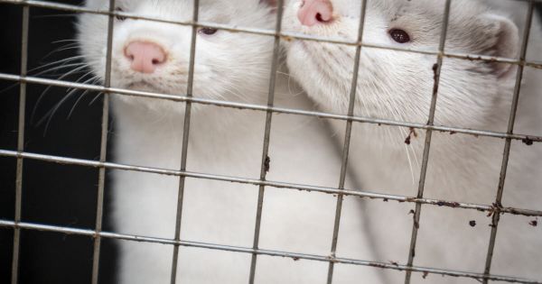 Coronavirus : faut-il avoir peur des visons ?
