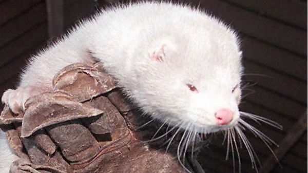 Covid-19 : quels animaux peuvent tomber malades et lesquels faut-il surveiller ?