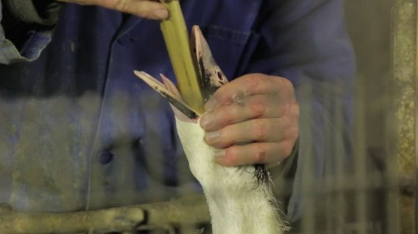 Foie gras et gavage : L214 porte plainte contre l'État français