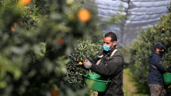 En Corse, les saisonniers marocains ont sauvé la récolte des clémentines