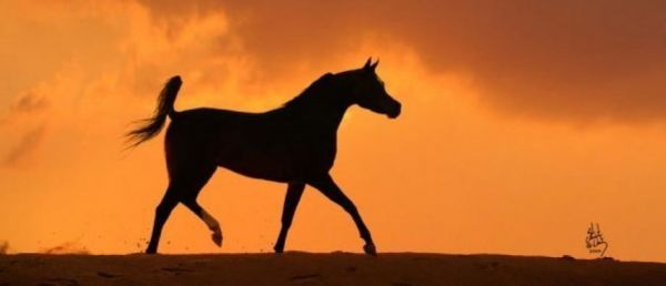 Cagnes-sur-Mer: Un cavalier condamné à un an de prison avec sursis et a été interdit d'exercer pendant cinq ans pour la mort de son cheval poussé à bout et cravaché en 2016
