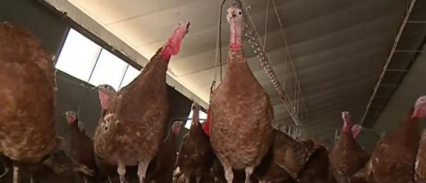 Grippe aviaire : Plus de 10.000 dindes devront être abattues après le développement de l'épidémie dans une ferme du Yorkshire (Nord de l'Angleterre)