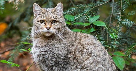 Le chat forestier d'Europe colonise l'Hérault
