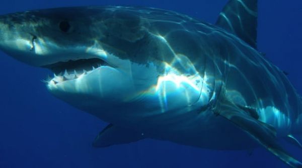 Colombie : La pêche au requin va être totalement interdite pour freiner le commerce des ailerons