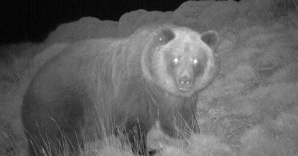 L'ourse Sarousse tuée par un chasseur dans les Pyrénées espagnoles