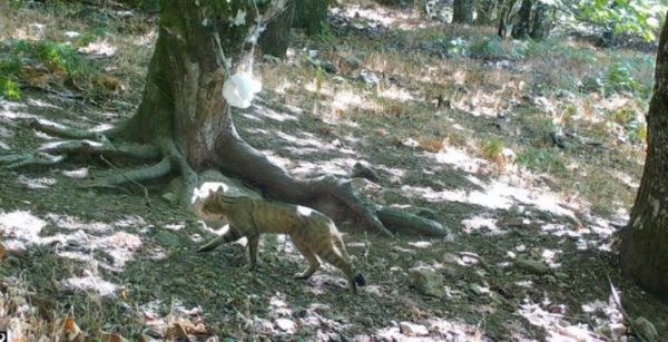 La présence d'une rare espèce de chat sauvage confirmée dans l'Hérault