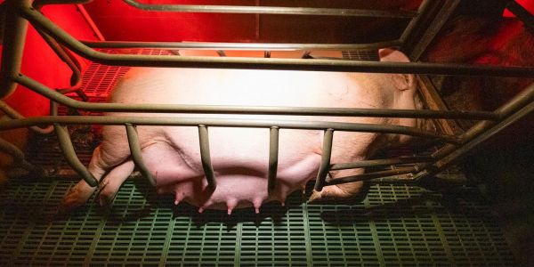 Des conditions de vie peu roses pour les porcs de la « filière préférence » d'Herta
