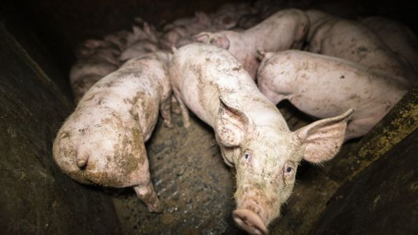 L'association L214 dénonce les maltraitances animales dans un élevage de porcs mis en avant par Herta
