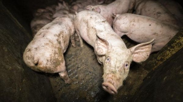 L'association L214 dénonce les maltraitances animales dans un élevage de porcs mis en avant par Herta