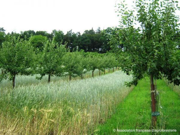 Agriculture naturelle - Réintroduire les arbres dans les champs