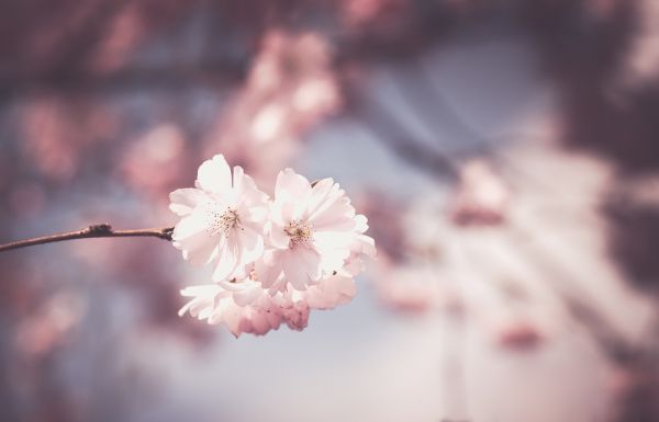 Assurance-vie : tout savoir et ouvrir le bon contrat - Guide 2021