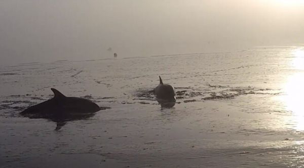 Bretagne : Deux dauphins échoués sauvés d'une mort certaine à Cancale