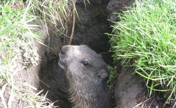 Notes sur la résistance de la marmotte