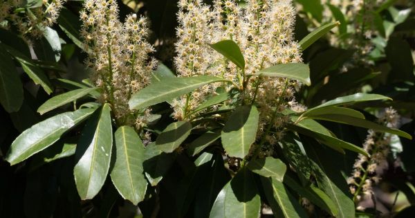Prunus laurocerasus : un laurier fait pour être regardé