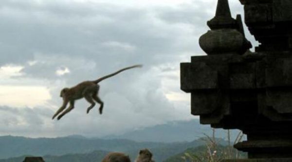 Bali : Ces singes ne volent que des objets de valeur pour obtenir plus de nourriture en échange