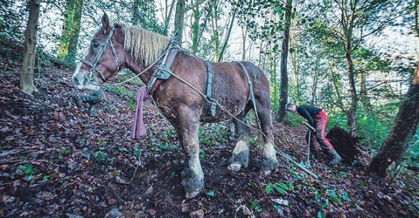 Brest métropole expérimente le débardage à cheval