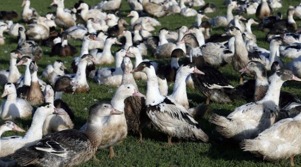 Nouvelle Aquitaine : Grippe aviaire, logement social, circulation différenciée, ce qu'il faut retenir de la conférence de la préfète