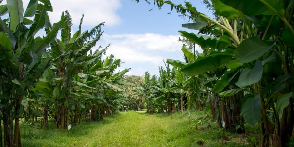 Une plainte de 2006 pour empoisonnement au chlordécone aux Antilles pourrait être prescrite