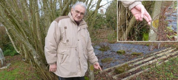 Dans un jardin de Vire Normandie : un sanglier tente de foncer sur un retraité