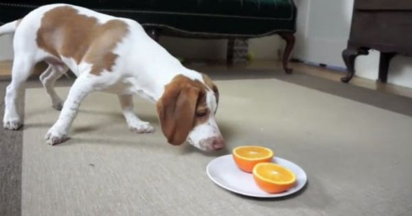 Les oranges qui rendent ces chiens fous