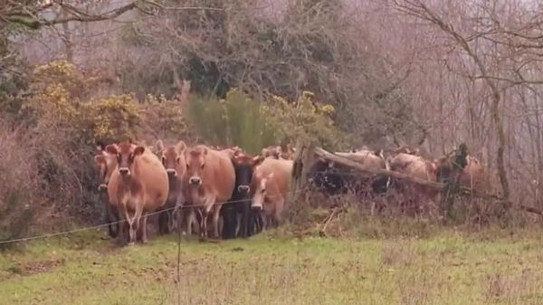 La bonne idée : des habitants des Pays de la Loire rachètent une ferme pour la sauver