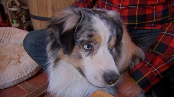 Et le chien préféré des Français est...