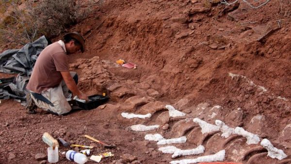 VIDEO. Le plus grand dinosaure jamais découvert a-t-il été mis au jour en Argentine ?
