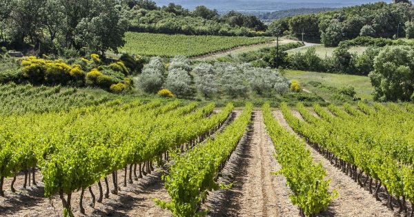 AOC duché d'uzès, des vins pour magnifier la truffe noire