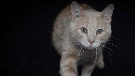 Chiens, chats, dauphins, ours ou visons... La cause animale devant l'Assemblée