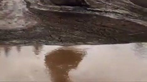Une pelleteuse sauve un faon