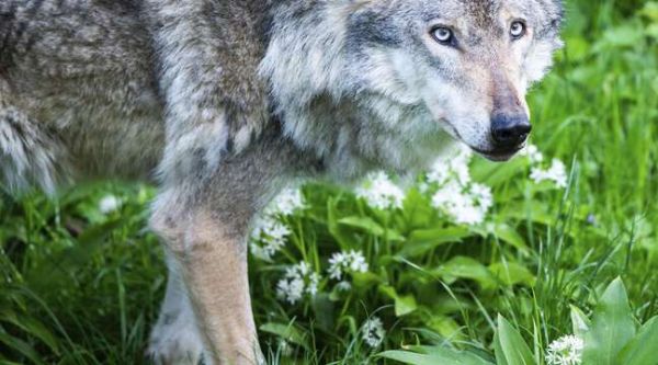 Alpes-Maritimes : Le « loup de Valberg » aurait été tué par des braconniers