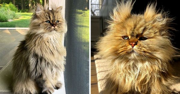 Voici Barnaby, le chat persan qui a toujours l'air de ne pas avoir encore pris son café du matin