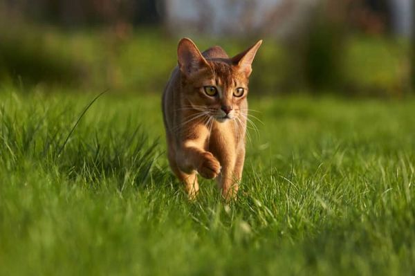 Abyssin - Connaissez-vous ce chat de race surnommé le "chat lapin" ?