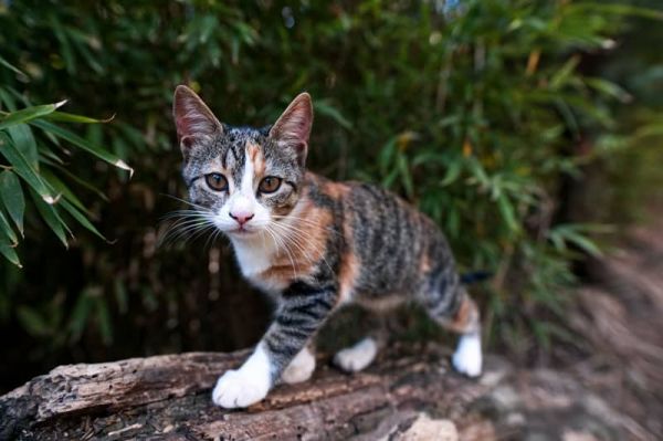 Ataxie chez le chat : quels sont les symptômes et traitements ?