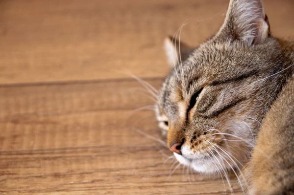 L'euthanasie du chat : une décision difficile, mais parfois inévitable...